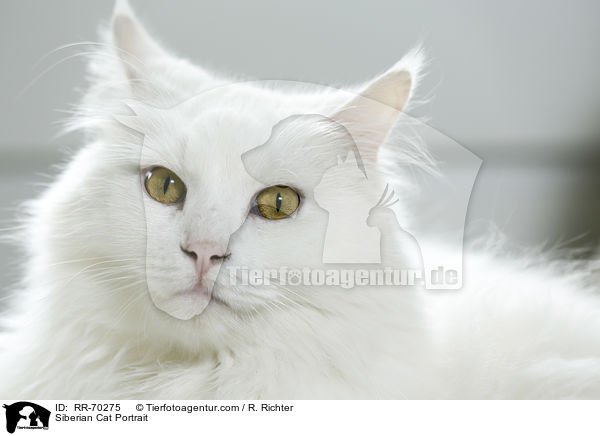 Siberian Cat Portrait / RR-70275