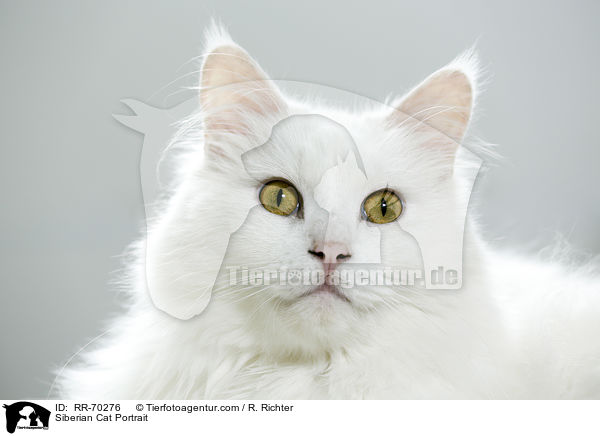 Siberian Cat Portrait / RR-70276