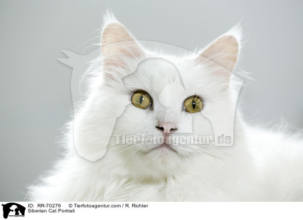 Sibirische Katze Portrait / Siberian Cat Portrait / RR-70276