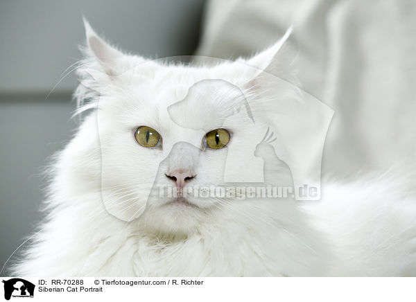 Sibirische Katze Portrait / Siberian Cat Portrait / RR-70288
