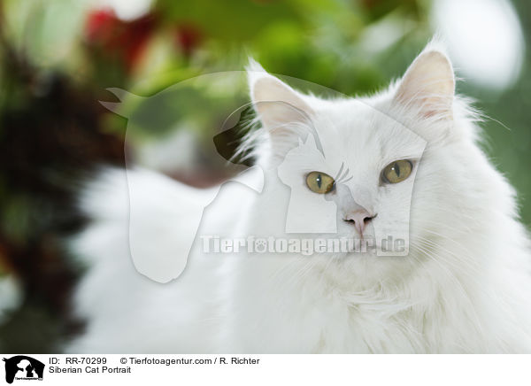 Siberian Cat Portrait / RR-70299