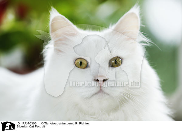 Siberian Cat Portrait / RR-70300