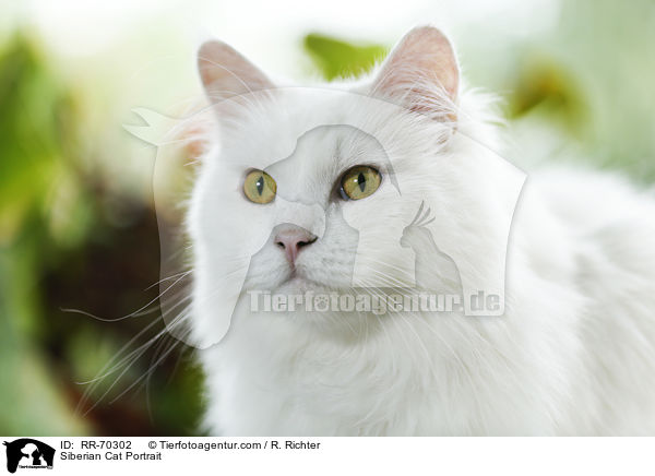 Siberian Cat Portrait / RR-70302