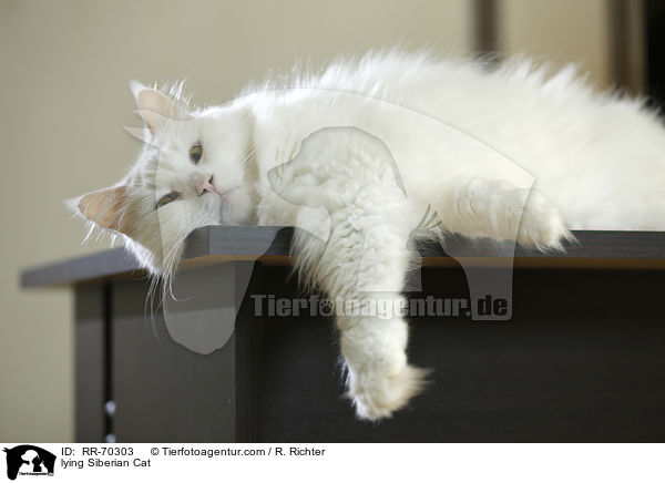 liegende Sibirische Katze / lying Siberian Cat / RR-70303