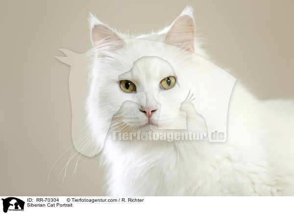Siberian Cat Portrait / RR-70304
