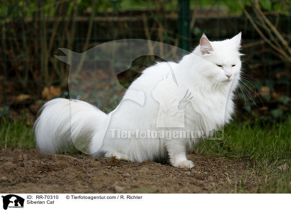 Sibirische Katze / Siberian Cat / RR-70310