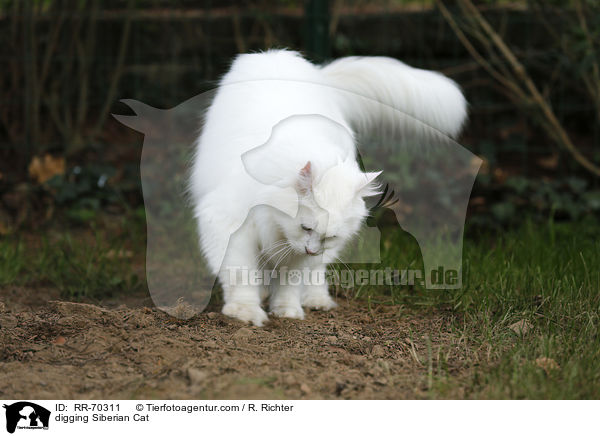 buddelnde Sibirische Katze / digging Siberian Cat / RR-70311