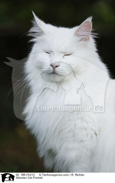 Siberian Cat Portrait / RR-70313