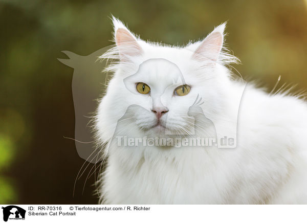 Siberian Cat Portrait / RR-70316