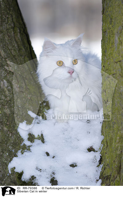 Siberian Cat in winter / RR-79386