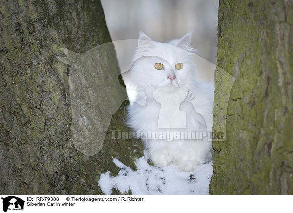 Siberian Cat in winter / RR-79388