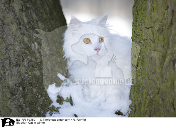 Siberian Cat in winter / RR-79389