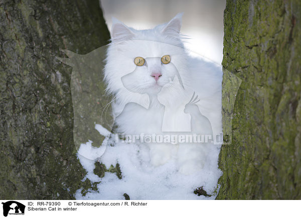 Siberian Cat in winter / RR-79390