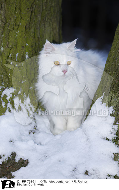 Siberian Cat in winter / RR-79391