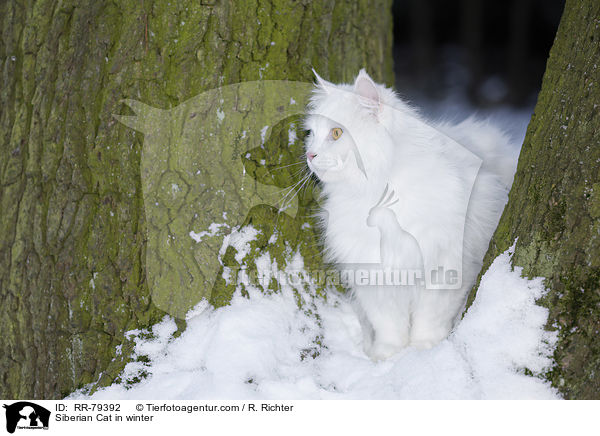 Siberian Cat in winter / RR-79392