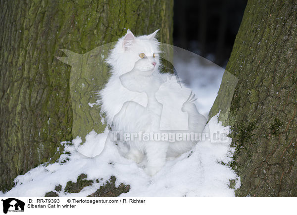 Siberian Cat in winter / RR-79393