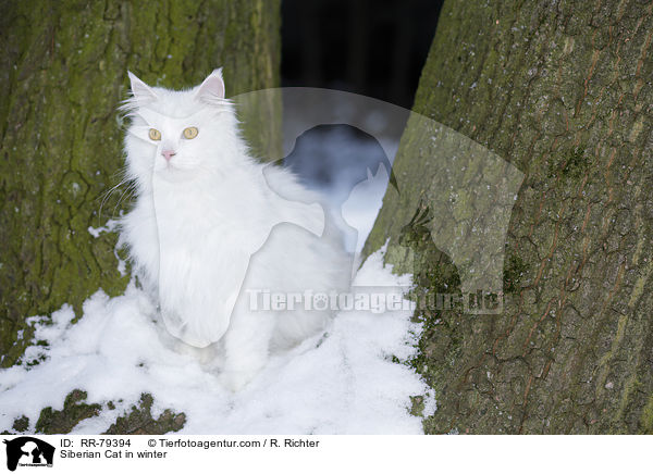Sibirische Katze im Winter / Siberian Cat in winter / RR-79394