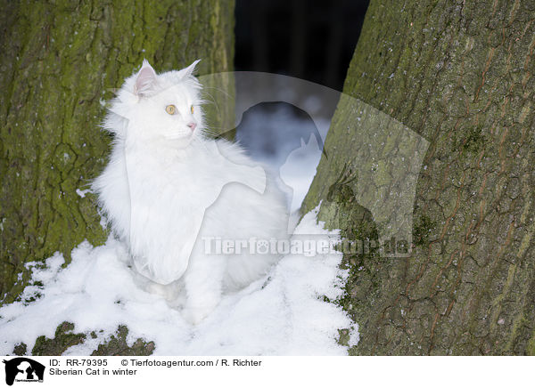 Siberian Cat in winter / RR-79395