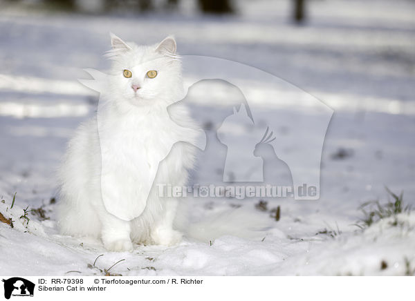 Siberian Cat in winter / RR-79398