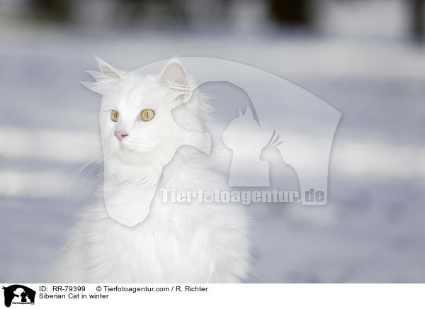Siberian Cat in winter / RR-79399