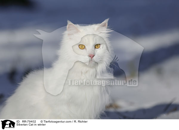 Siberian Cat in winter / RR-79402