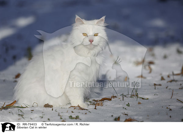 Siberian Cat in winter / RR-79403