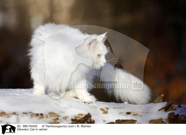 Siberian Cat in winter / RR-79405