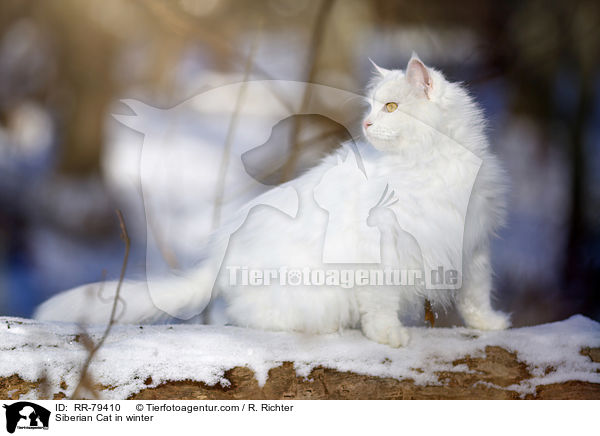 Siberian Cat in winter / RR-79410