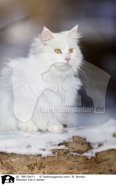 Siberian Cat in winter / RR-79411