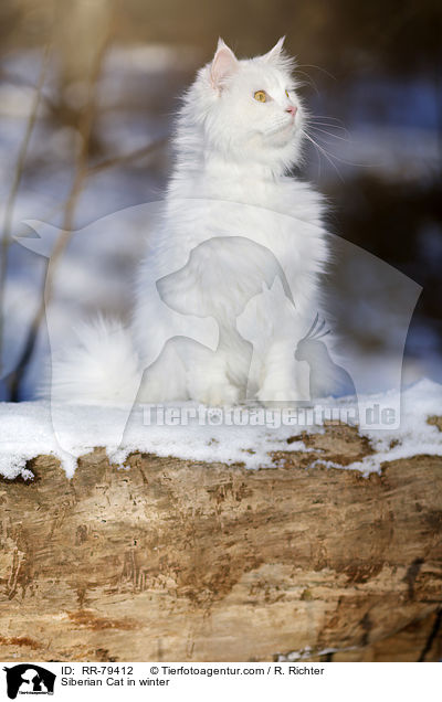 Siberian Cat in winter / RR-79412