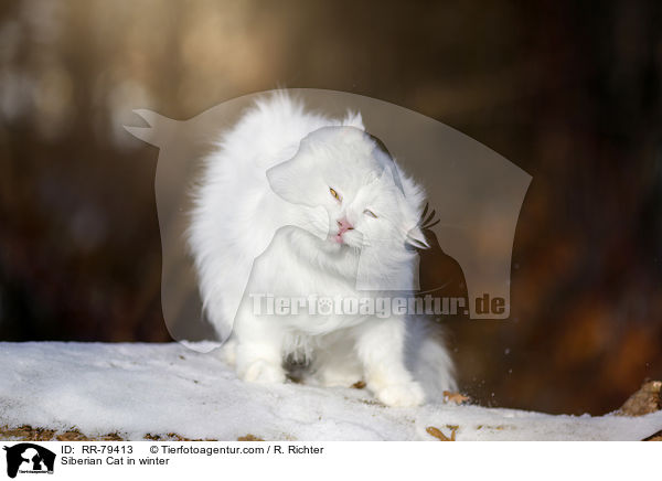 Siberian Cat in winter / RR-79413