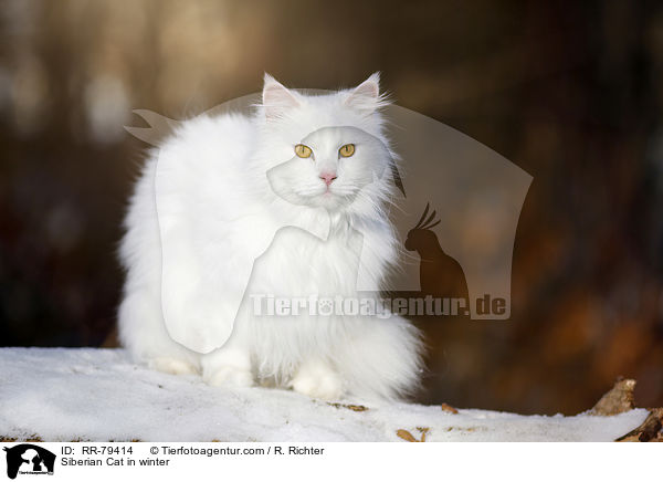 Siberian Cat in winter / RR-79414