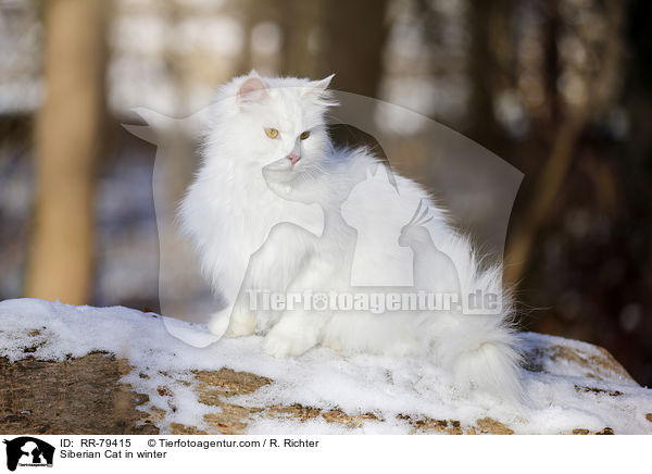 Siberian Cat in winter / RR-79415