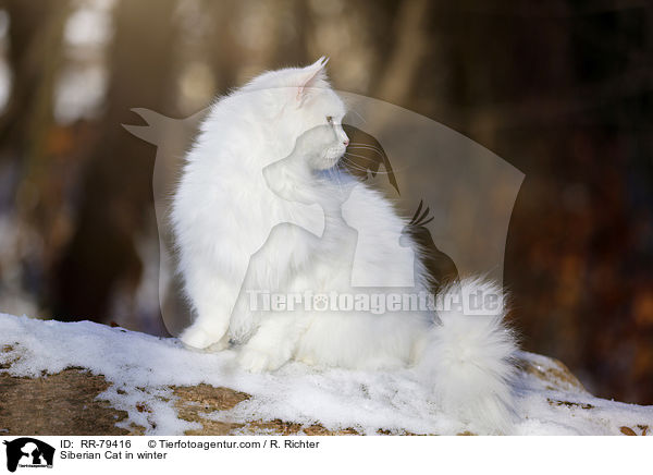 Siberian Cat in winter / RR-79416
