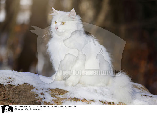 Siberian Cat in winter / RR-79417