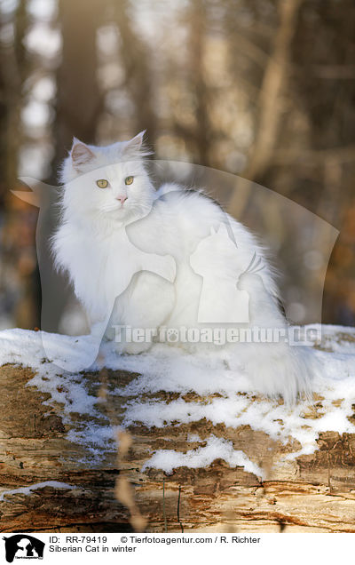Siberian Cat in winter / RR-79419