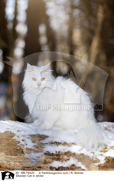 Siberian Cat in winter / RR-79420