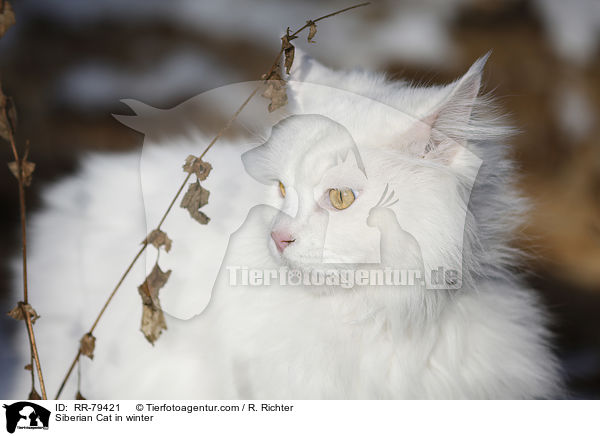 Siberian Cat in winter / RR-79421