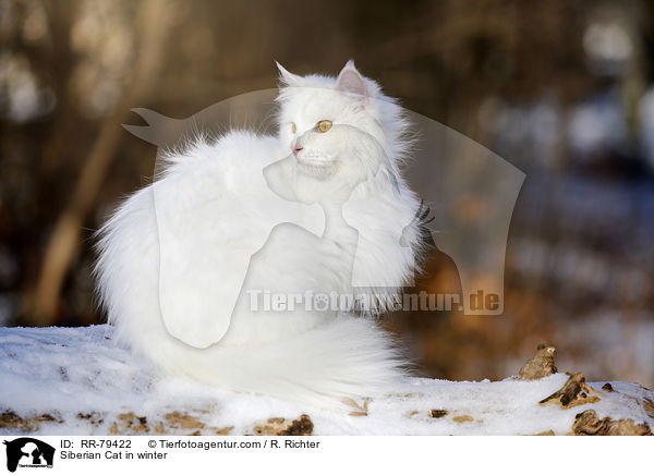 Siberian Cat in winter / RR-79422