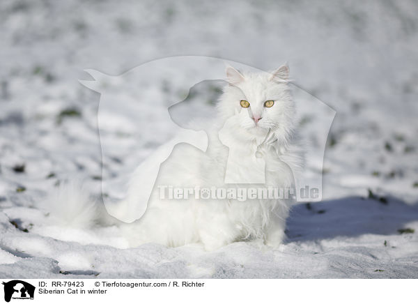 Siberian Cat in winter / RR-79423
