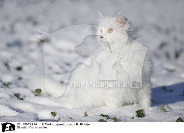 Siberian Cat in winter / RR-79424