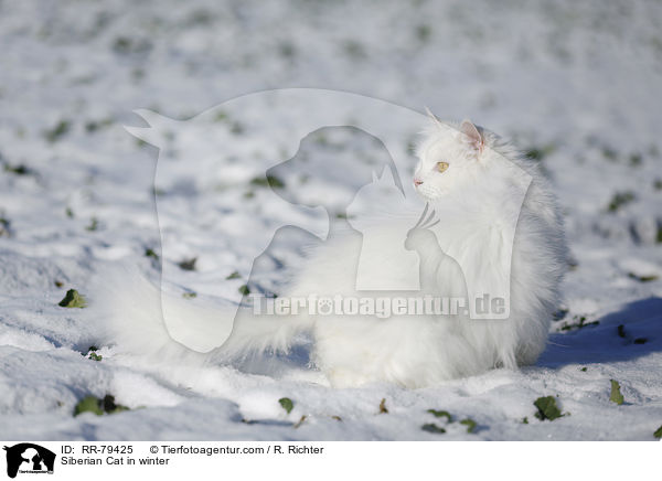 Siberian Cat in winter / RR-79425