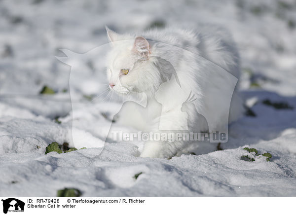 Siberian Cat in winter / RR-79428