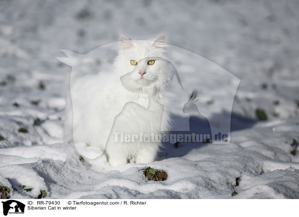 Siberian Cat in winter / RR-79430