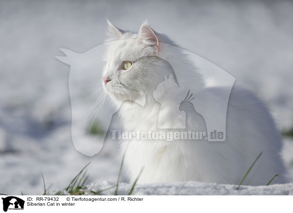 Siberian Cat in winter / RR-79432