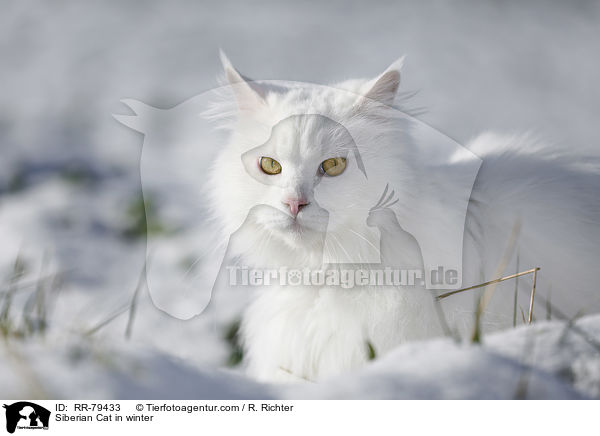 Siberian Cat in winter / RR-79433