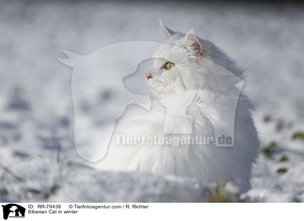 Siberian Cat in winter / RR-79436