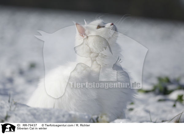Siberian Cat in winter / RR-79437