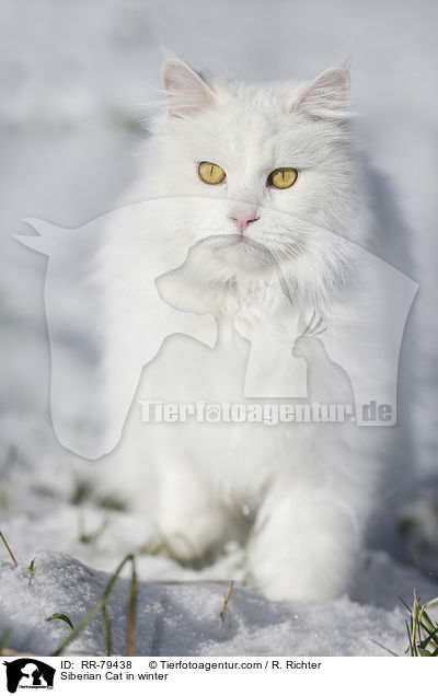 Siberian Cat in winter / RR-79438