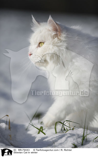 Siberian Cat in winter / RR-79443